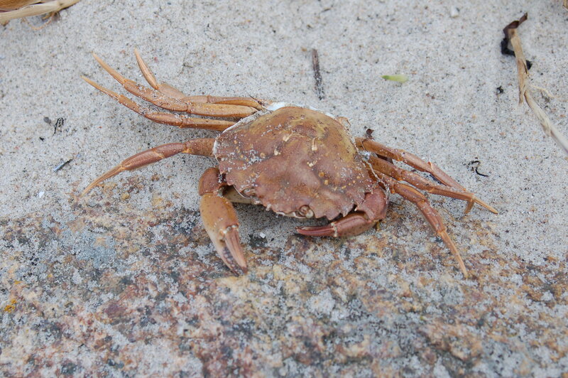 Brown Crab on Sand