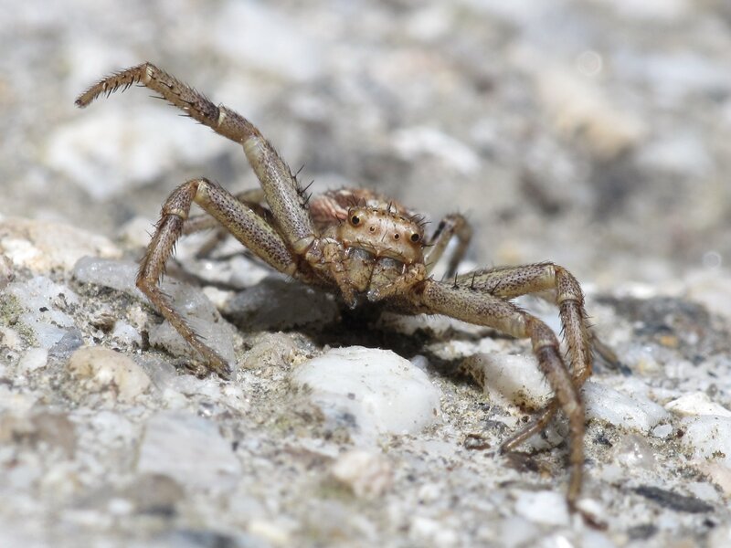 Brown Crab Spider — Neutral