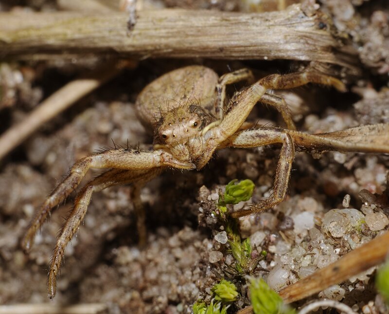 Brown Crab Spider