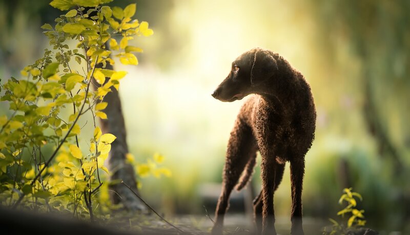 Brown Curly-coated Dog