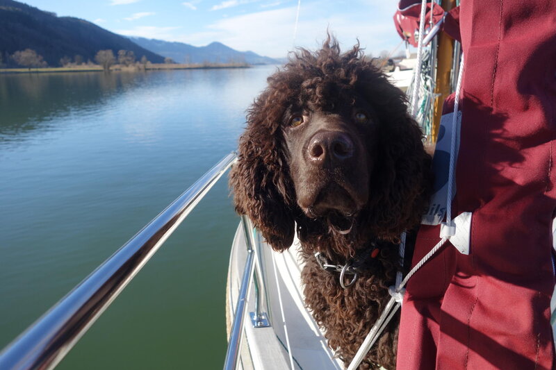 Brown Curly Dog on Boat