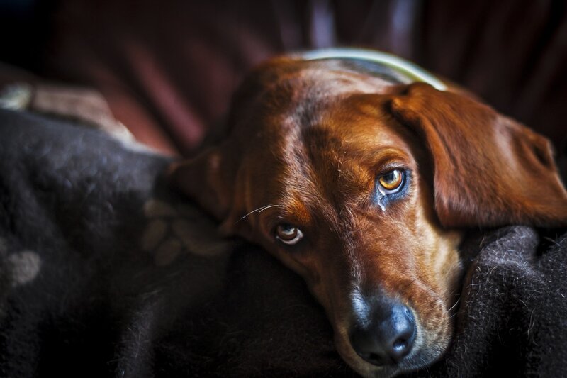 Brown Dachshund Dog — Calm, Photograph, Blanket