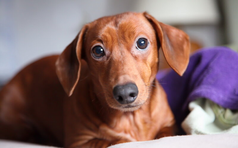 Brown Dachshund Dog — Calm, Photograph