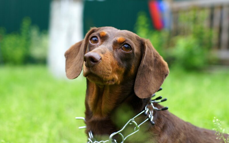 Brown Dachshund Dog — Calm