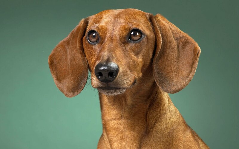 brown dachshund dog