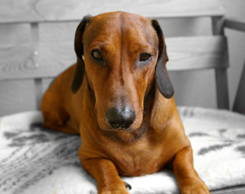 brown dachshund on cushion