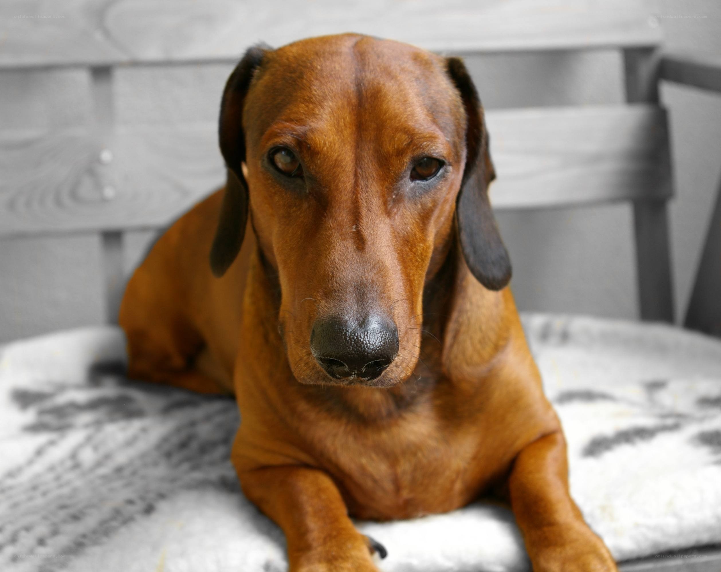 brown dachshund on cushion