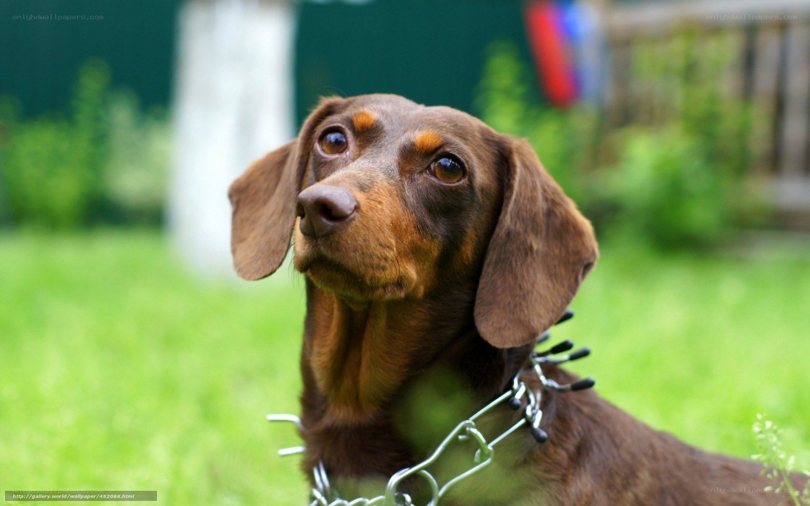 brown dachshund on grass