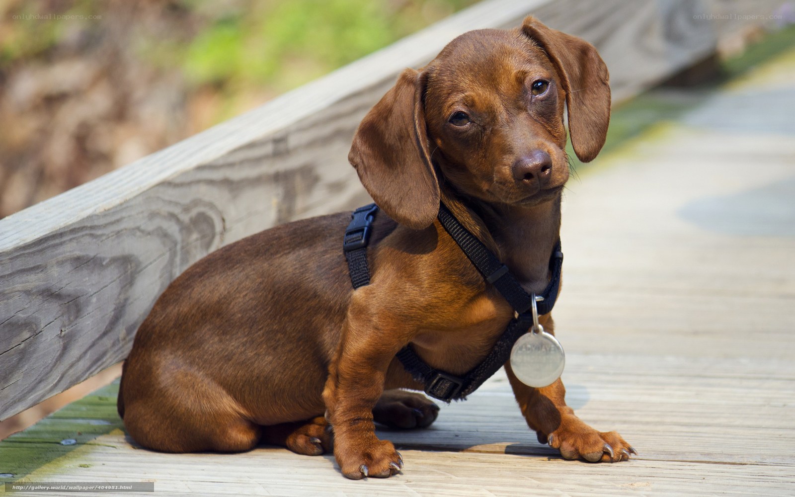 brown dachshund on wooden deck