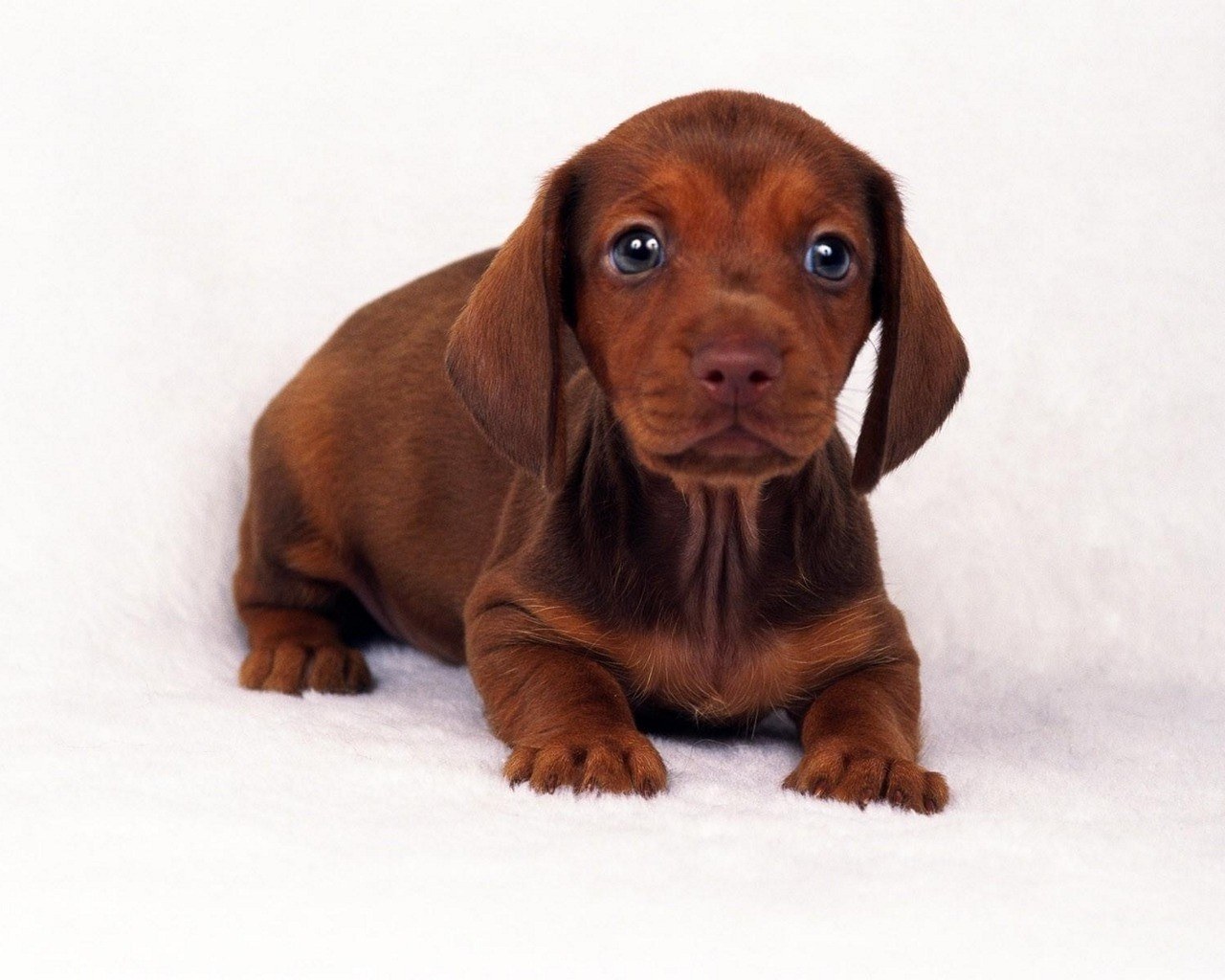 brown dachshund puppy
