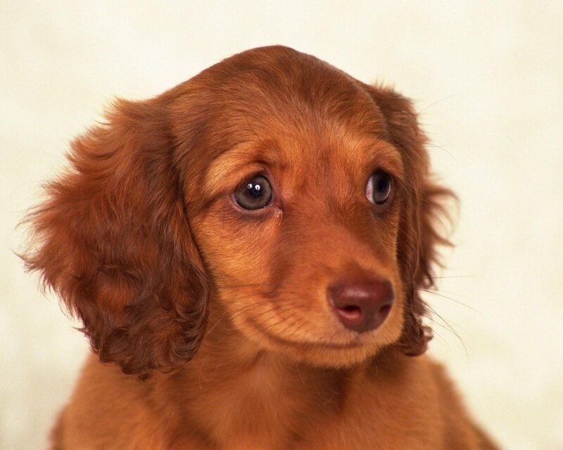 brown dachshund puppy