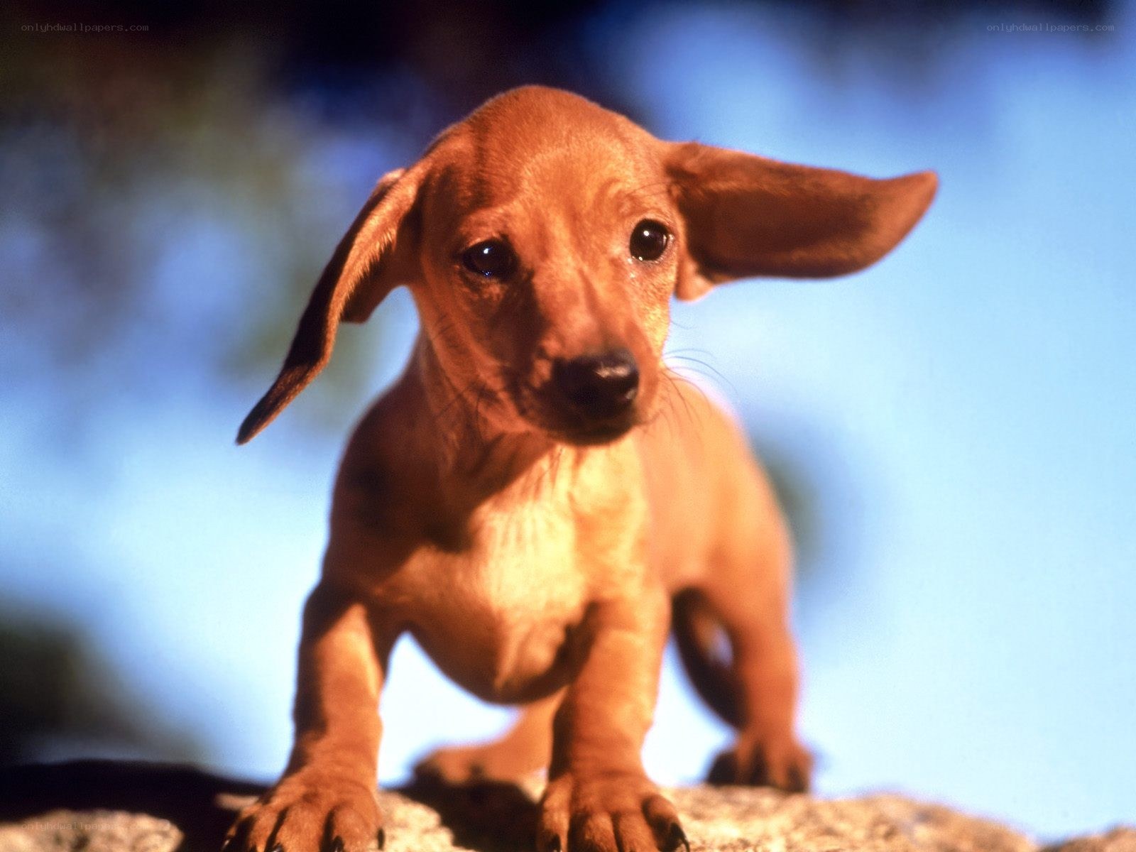 brown dachshund puppy