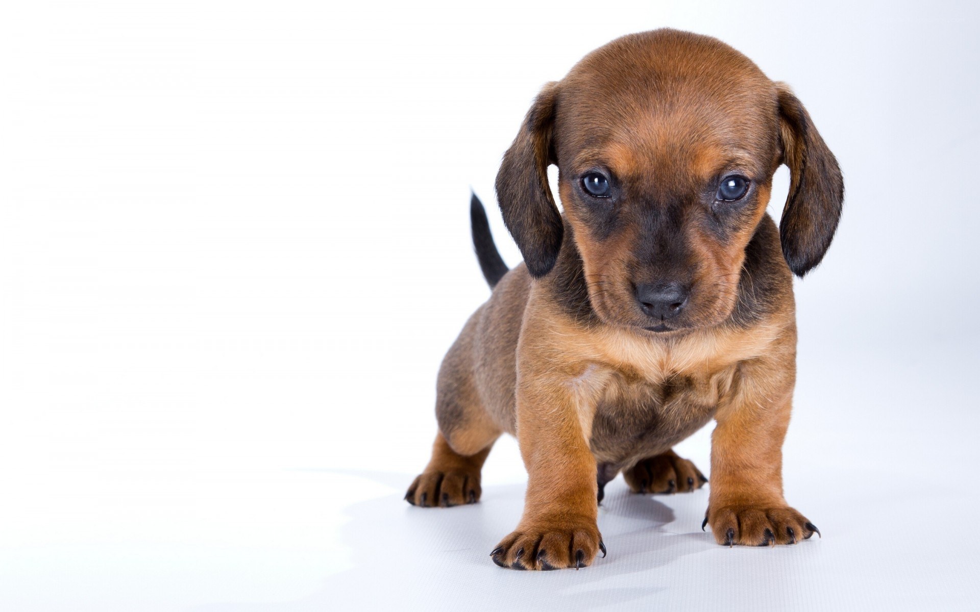 brown dachshund puppy