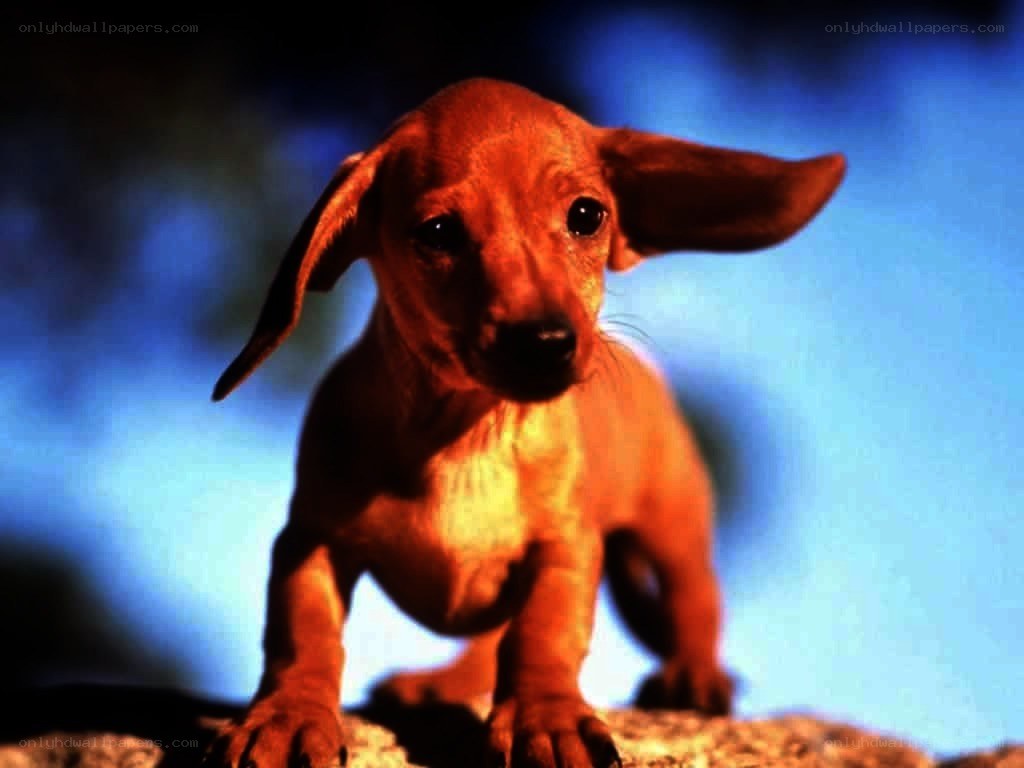 brown dachshund puppy