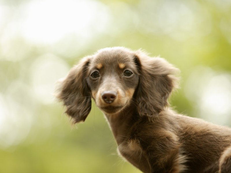 brown dachshund puppy