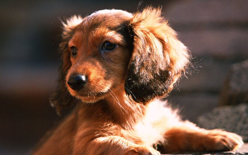 brown dachshund puppy