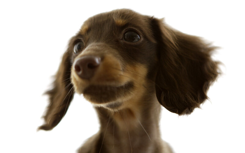 brown dachshund puppy