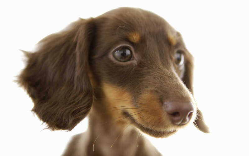 brown dachshund puppy