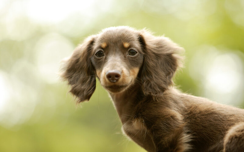 brown dachshund puppy