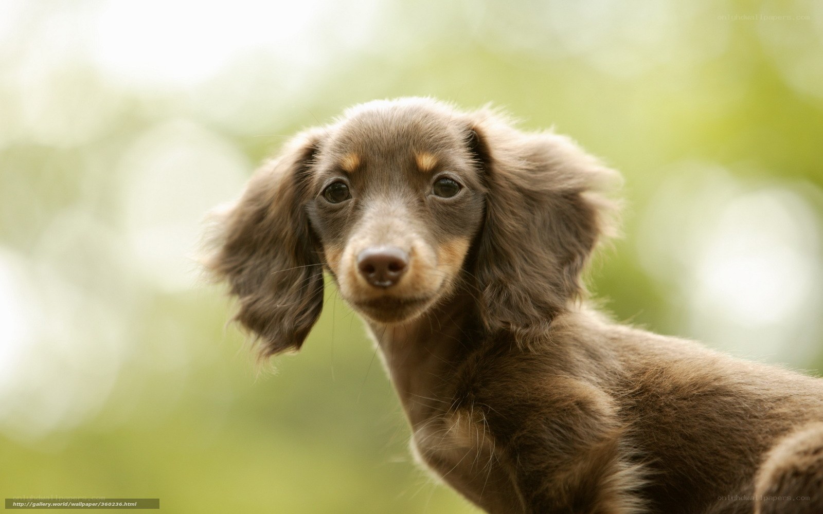 brown dachshund puppy