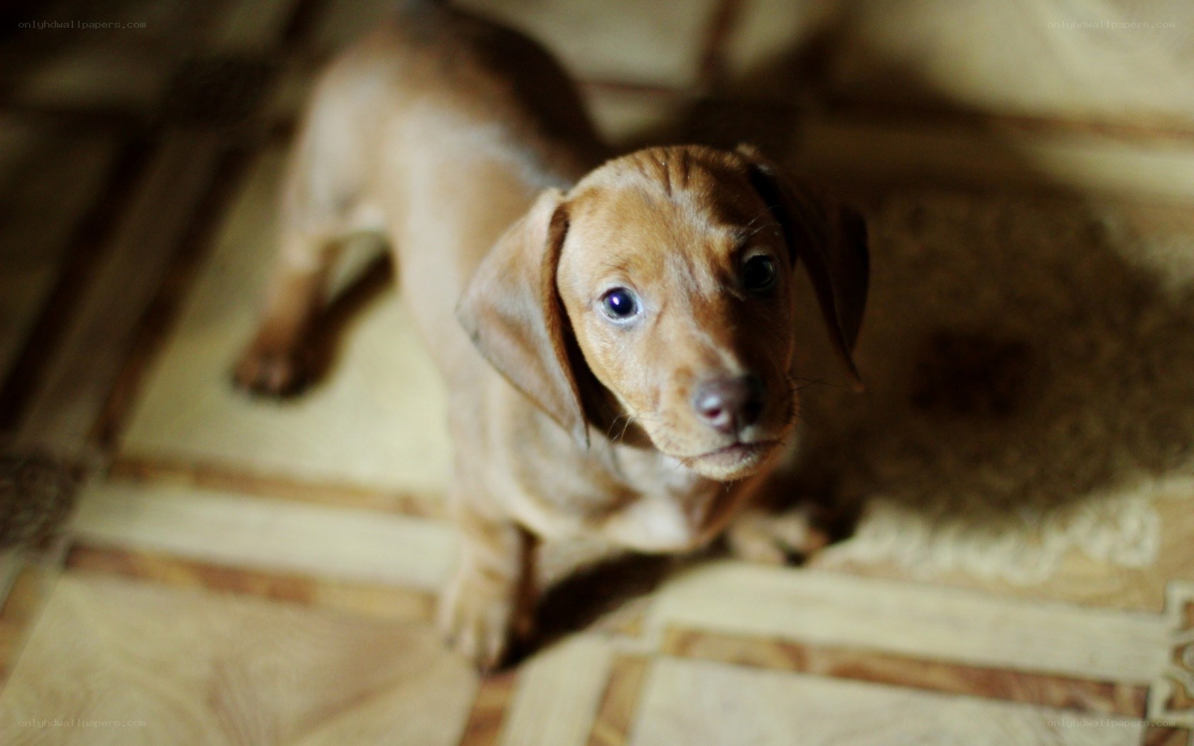 brown dachshund puppy