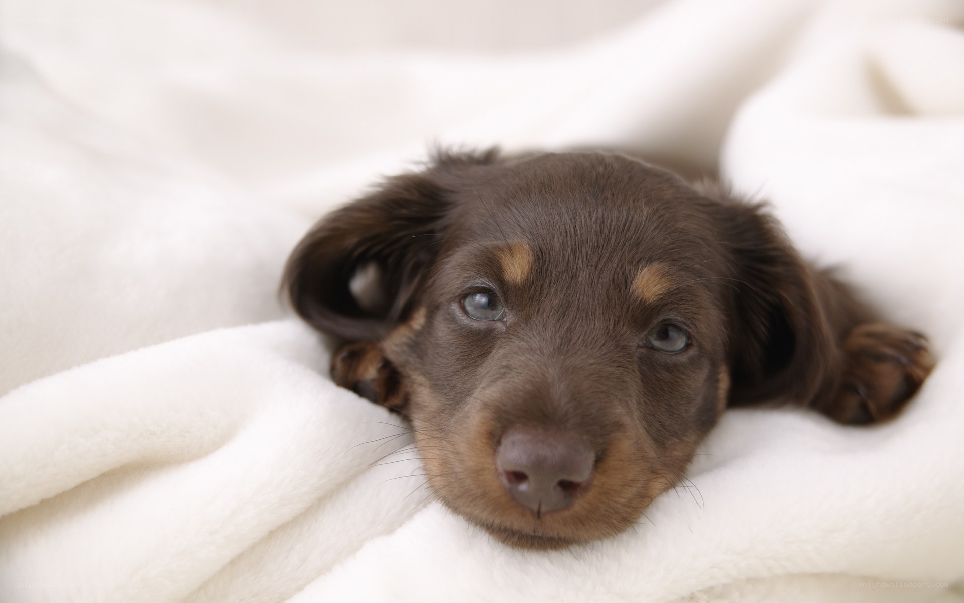 brown dachshund puppy