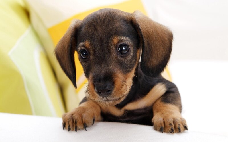 brown dachshund puppy
