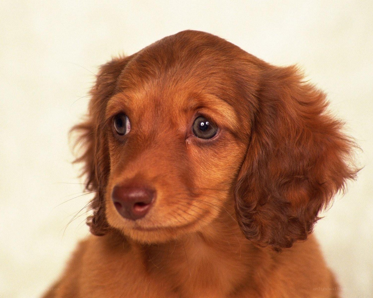 brown dachshund puppy