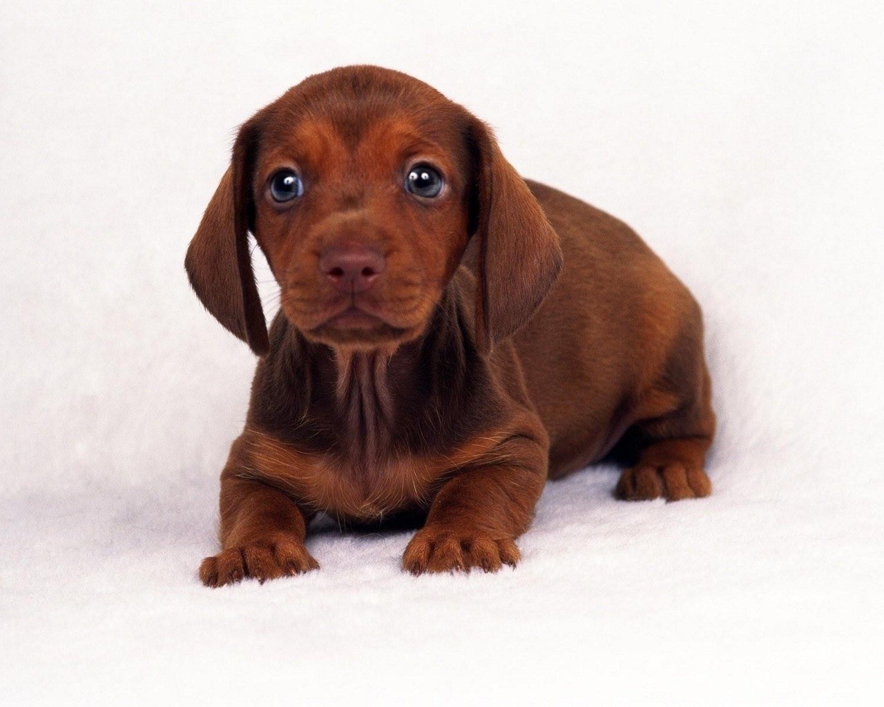 brown dachshund puppy