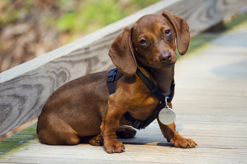 Brown Dachshund Puppy — Calm, Afternoon