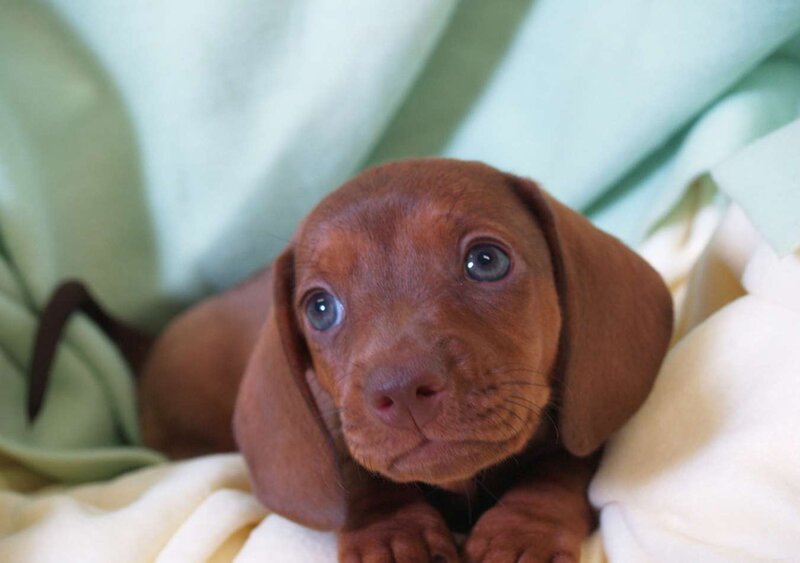 Brown Dachshund Puppy — Calm, Photograph, Blanket