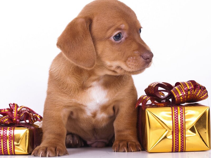 Brown Dachshund Puppy — Calm, Photograph, Gift Boxes