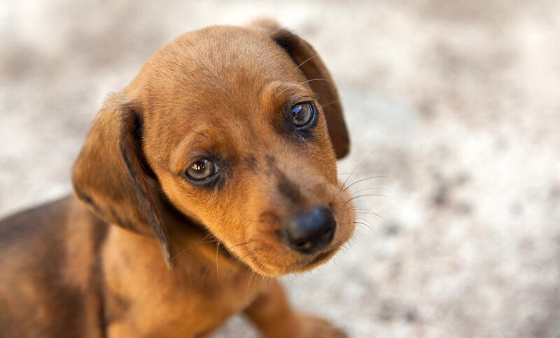Brown Dachshund Puppy — Calm, Photograph, Ground