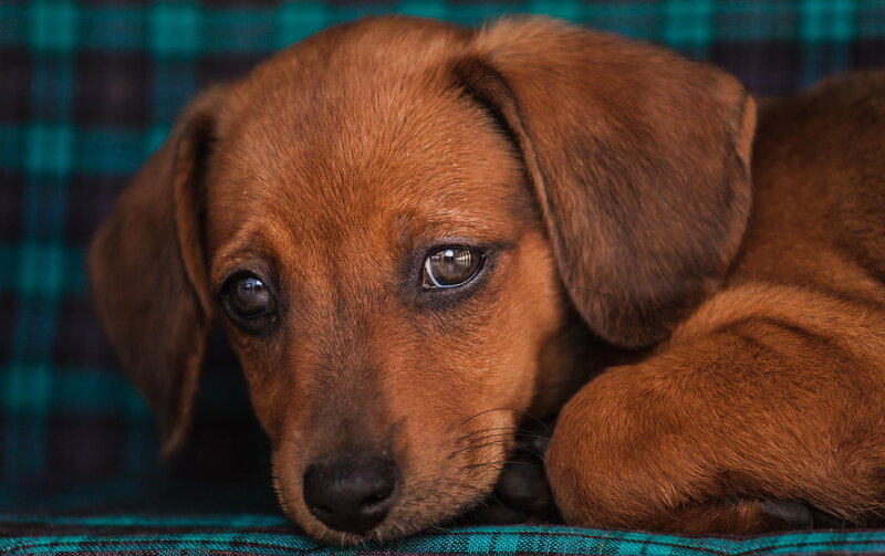 Brown Dachshund Puppy — Calm, Photograph, Plaid Fabric