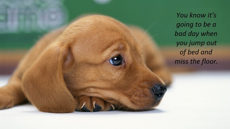 Brown Dachshund Puppy — Calm, Photograph, Text