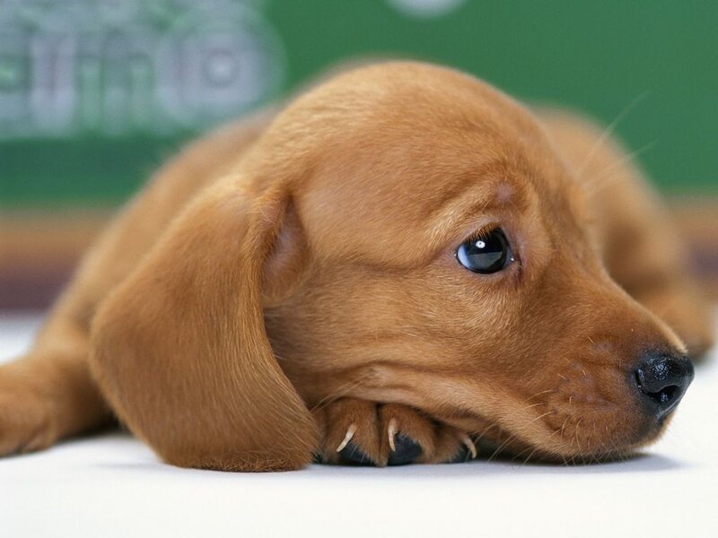 Brown Dachshund Puppy — Calm, Photograph