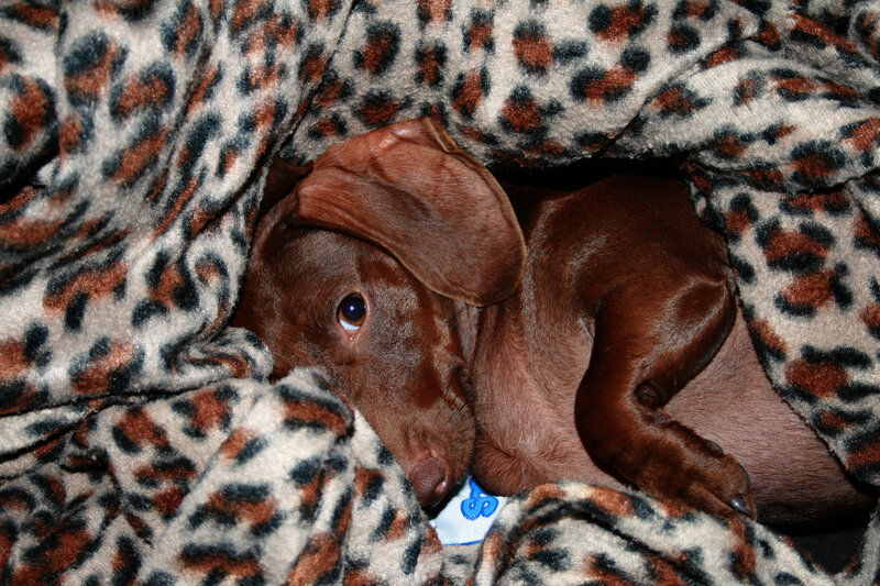 Brown Dachshund Puppy — Cozy