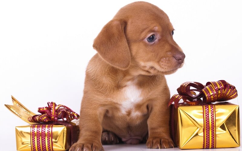 Brown Dachshund Puppy — Gold, Calm
