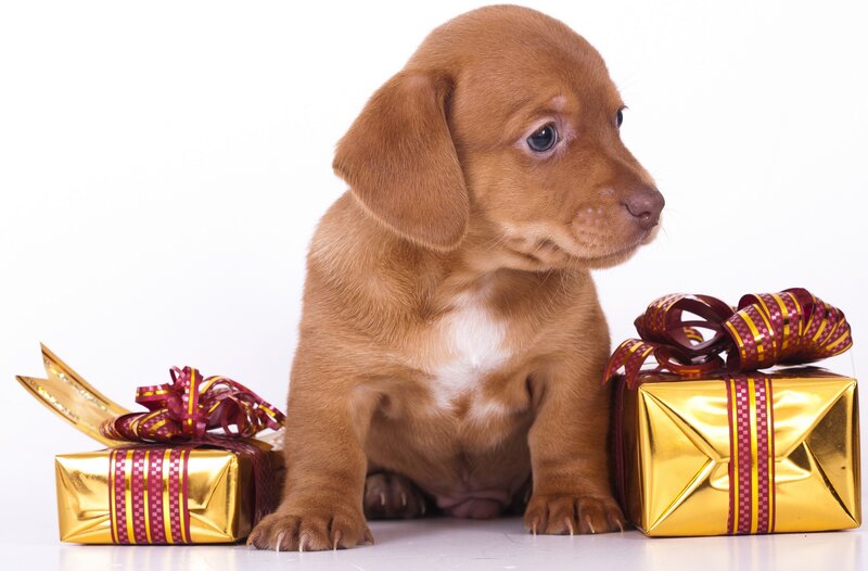 Brown Dachshund Puppy — Gold