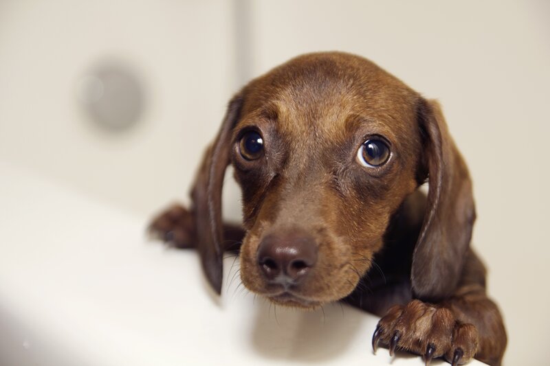 brown dachshund puppy in bathtub