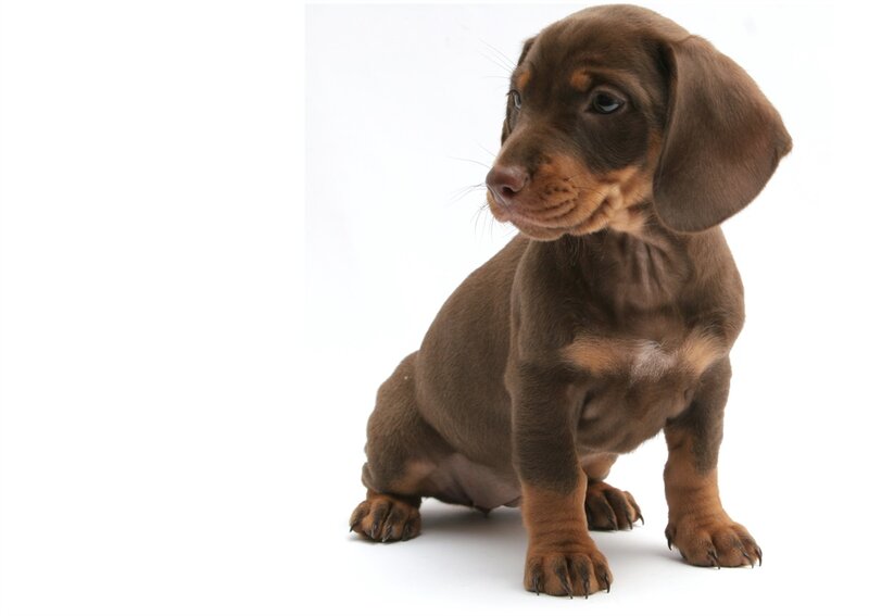 Brown Dachshund Puppy — Neutral