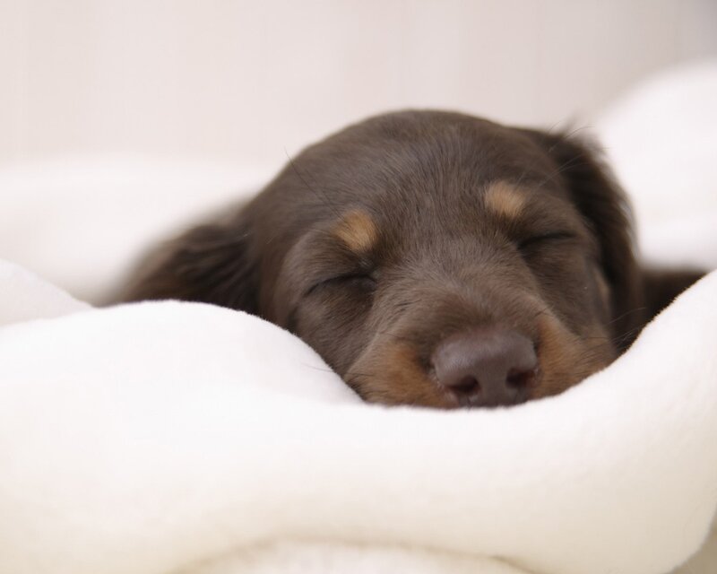 Brown Dachshund Puppy — Peaceful