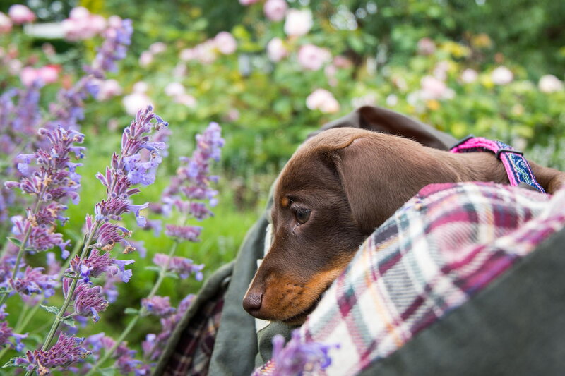 Brown Dachshund Puppy — Purple