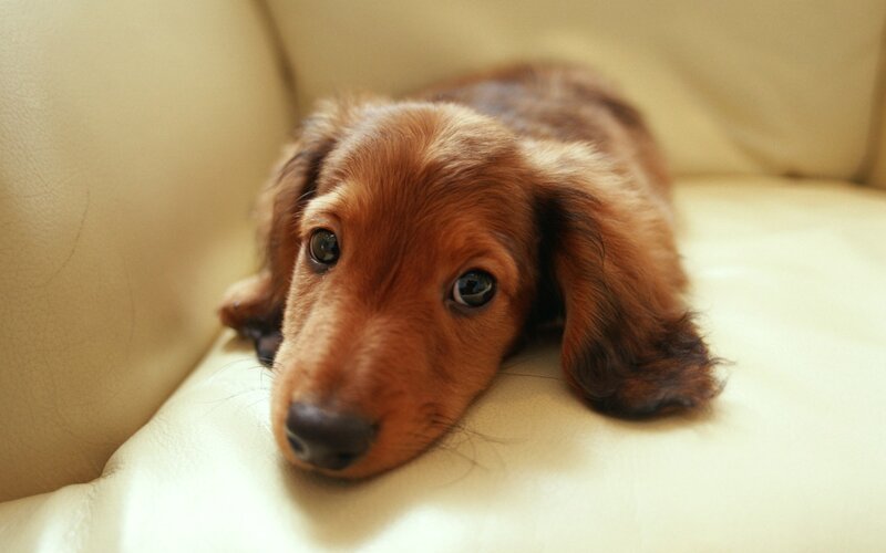 brown dachshund puppy resting