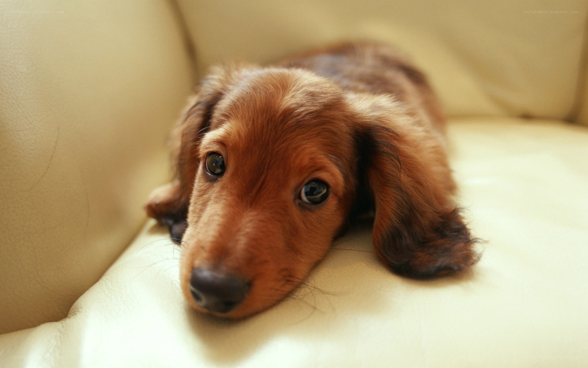 brown dachshund puppy resting