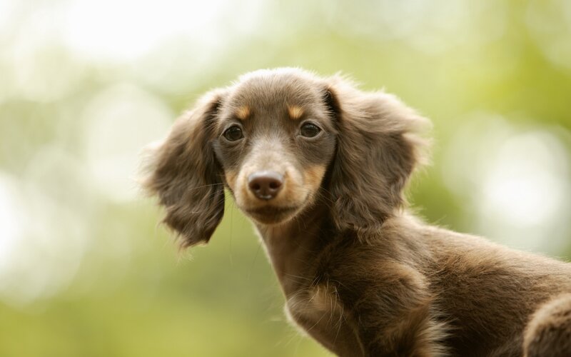 brown dachshund puppy