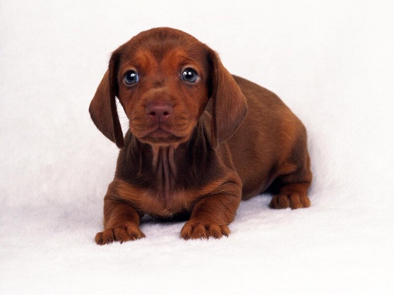 Brown Dachshund Puppy — White Surface