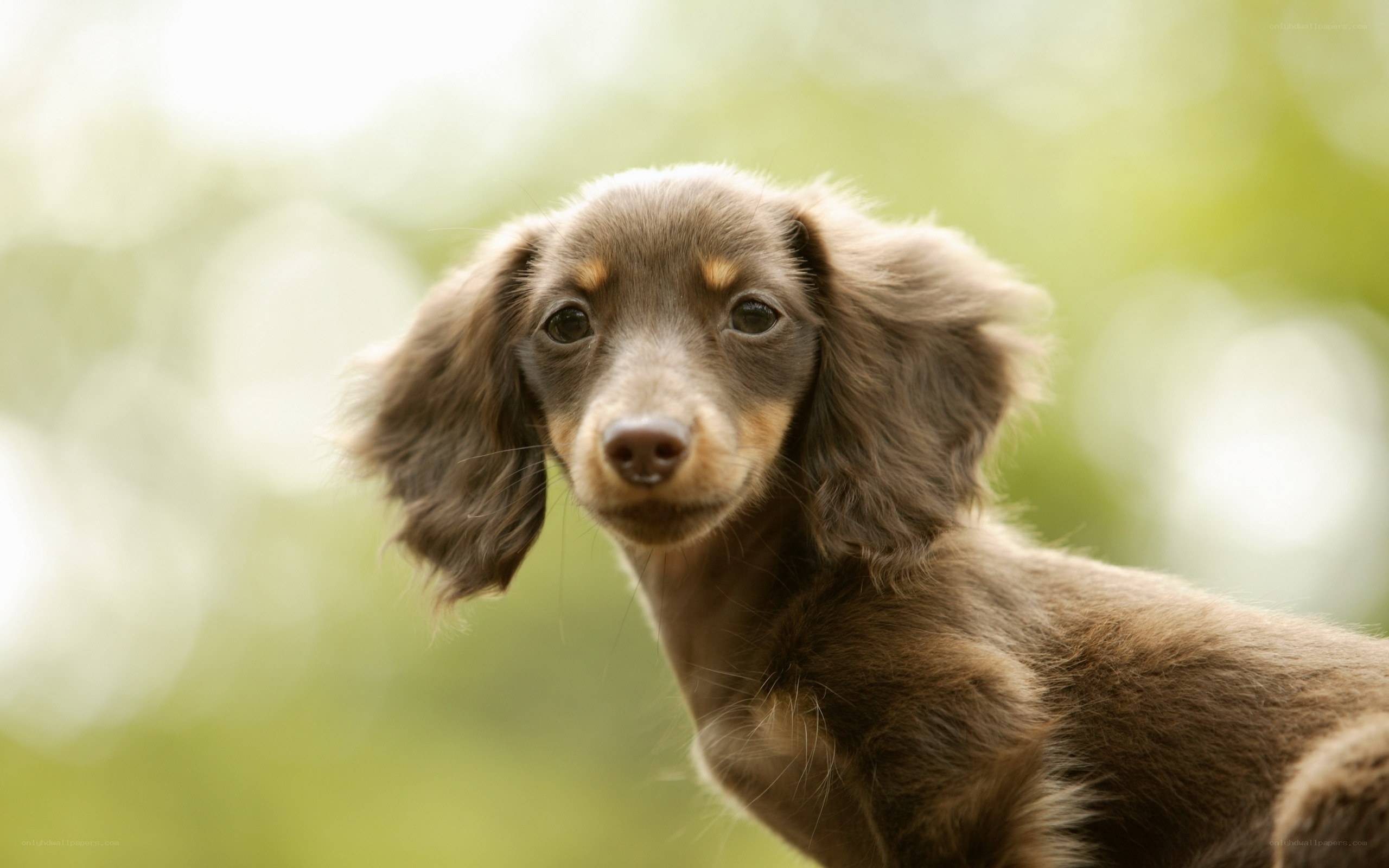 brown dachshund puppy