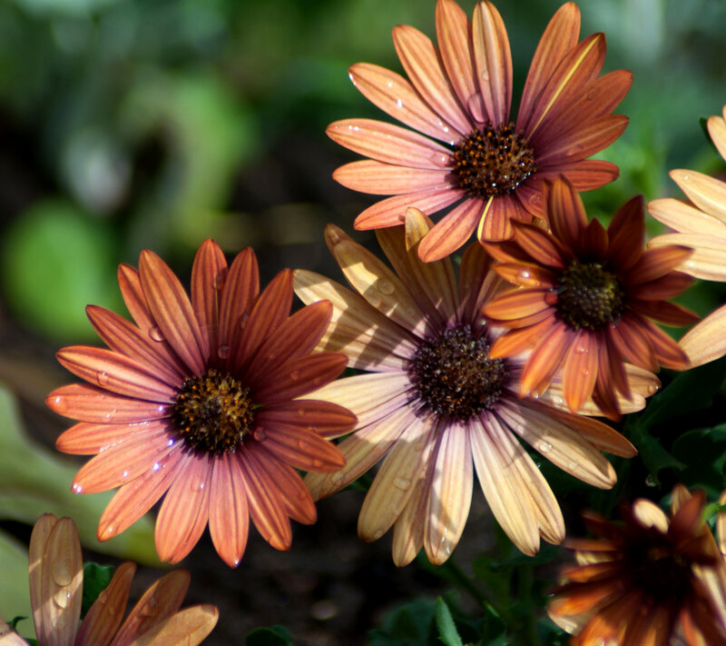 Brown Daisies with Water Droplets