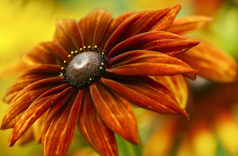 Brown Daisy Flower — Natural, Autumn